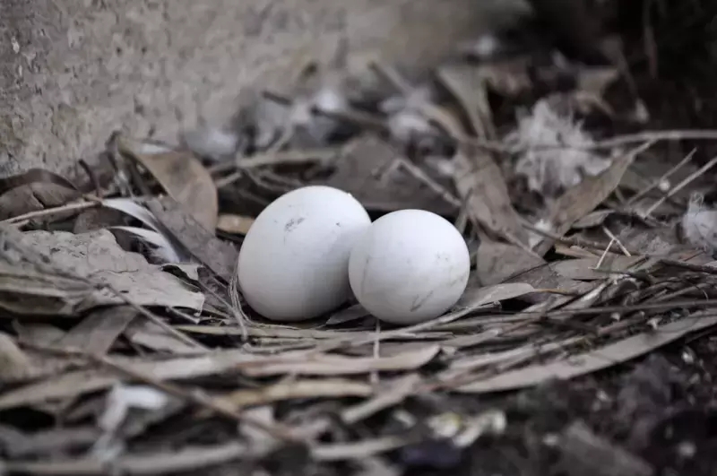 What Do Baby Birds Eat: A Guide to Feeding Young Avian Hatchlings